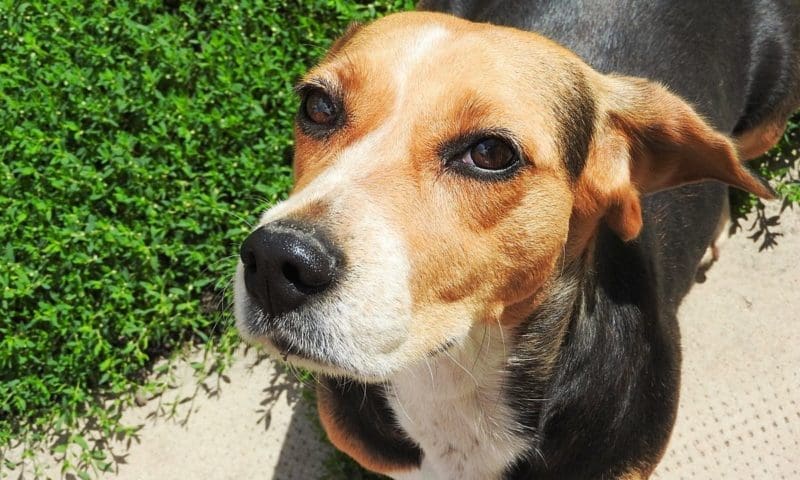 Scientists discover first transmission of NDM between dog and human