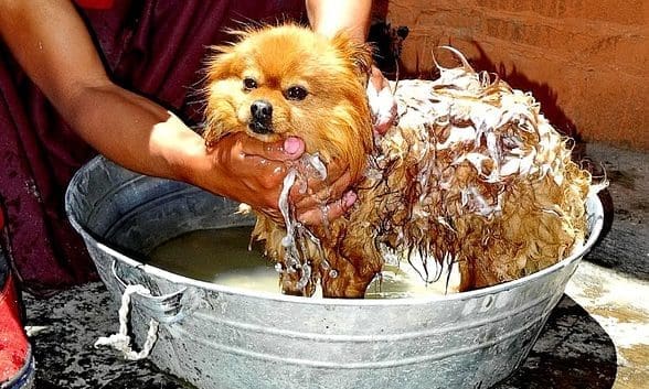 Celebrity hairstylist Jen Atkin’s Ouai brand launches pet shampoo