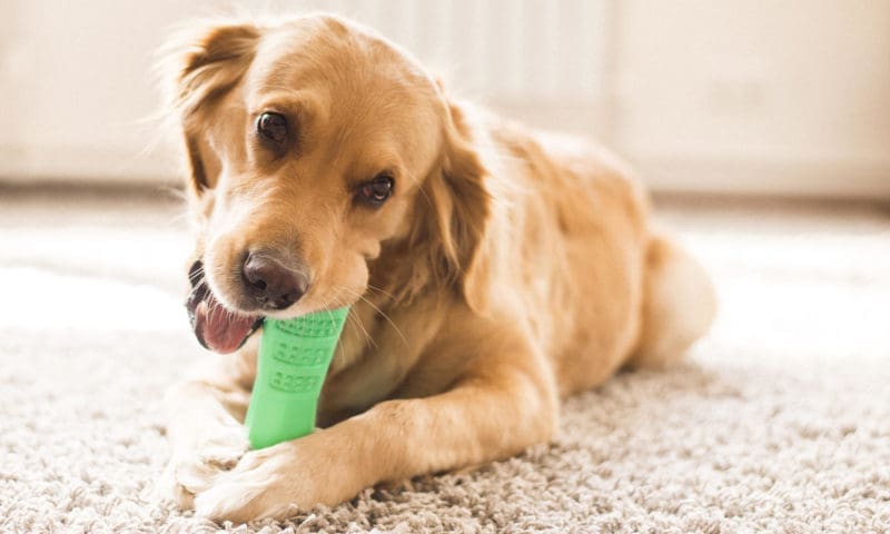 Kickstarter campaign launches for DIY dog toothbrush