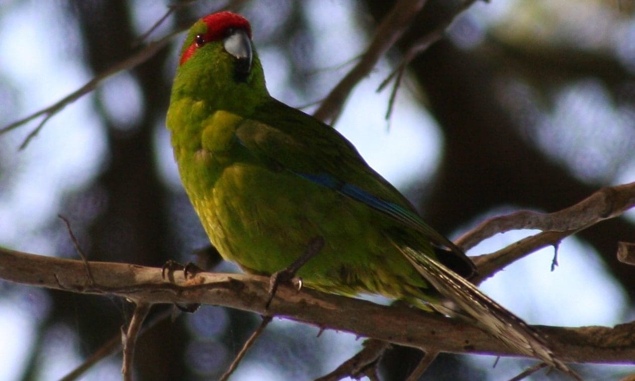Avian: Kakarikis as pets and aviary birds