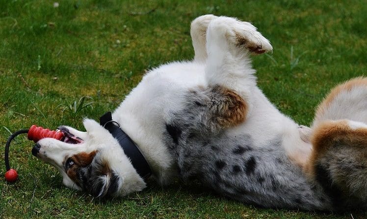US dog toy brand Bark launches collection with Crufts