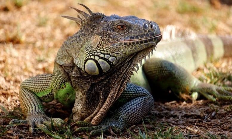 Reptile: Shade dwellers