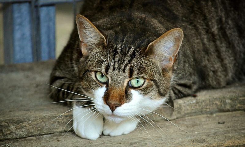 Zesty Paws launches calming diffuser for cats