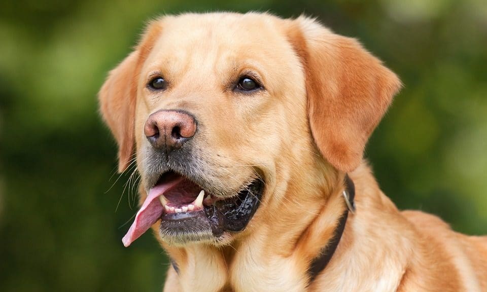 BVA calls for post-rabies vaccination waiting times to be extended post-Brexit