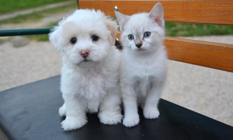 Puppy and kitten pet shop sales to be banned in Lucy’s Law victory