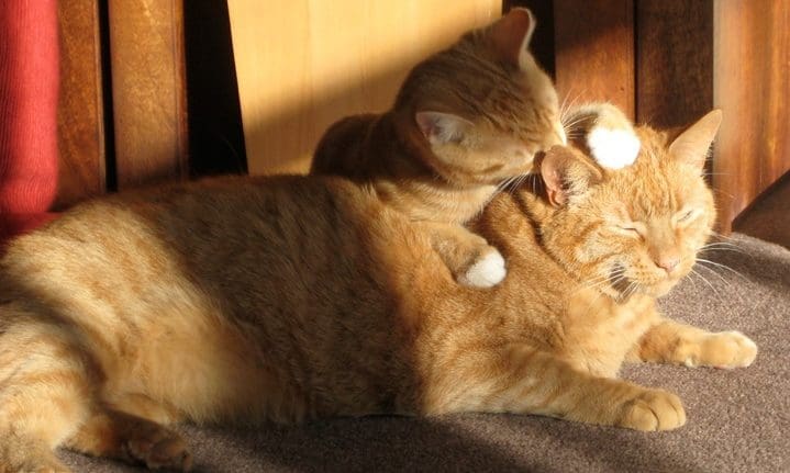Premier Veterinary Group signs ‘major contract’ in America