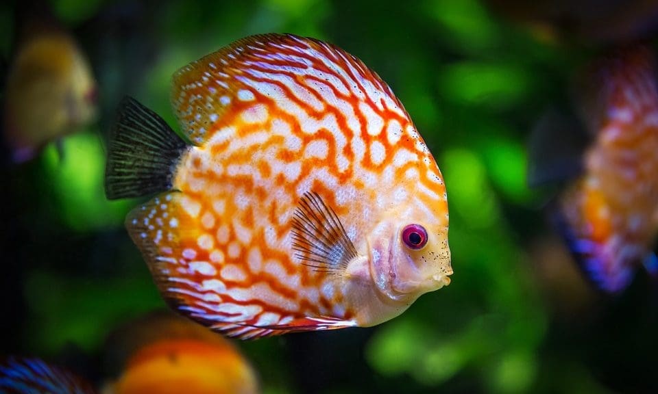 Exotic fish welfare report shows lack of research, warns OATA