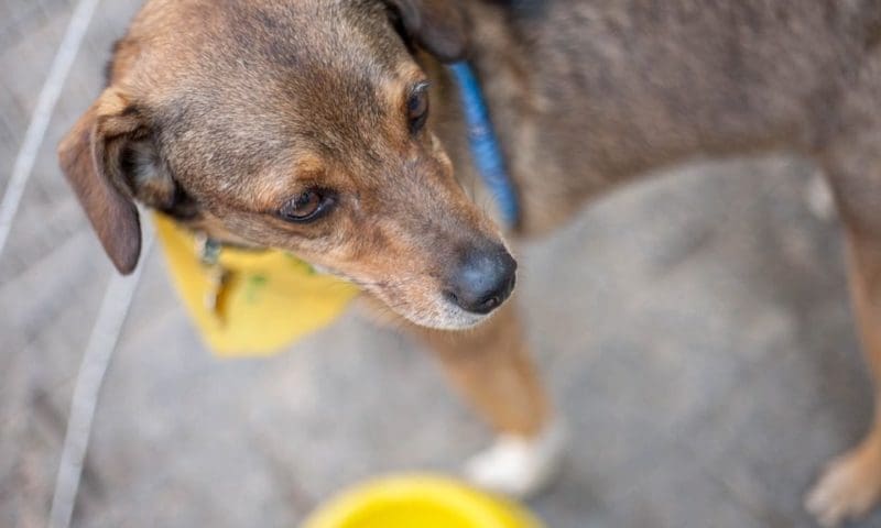Dog rescuers potentially ‘importing diseases’ into UK, vets warn
