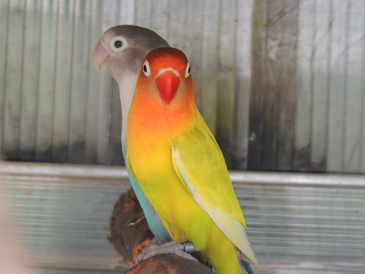 Think Parrots to return in 2024