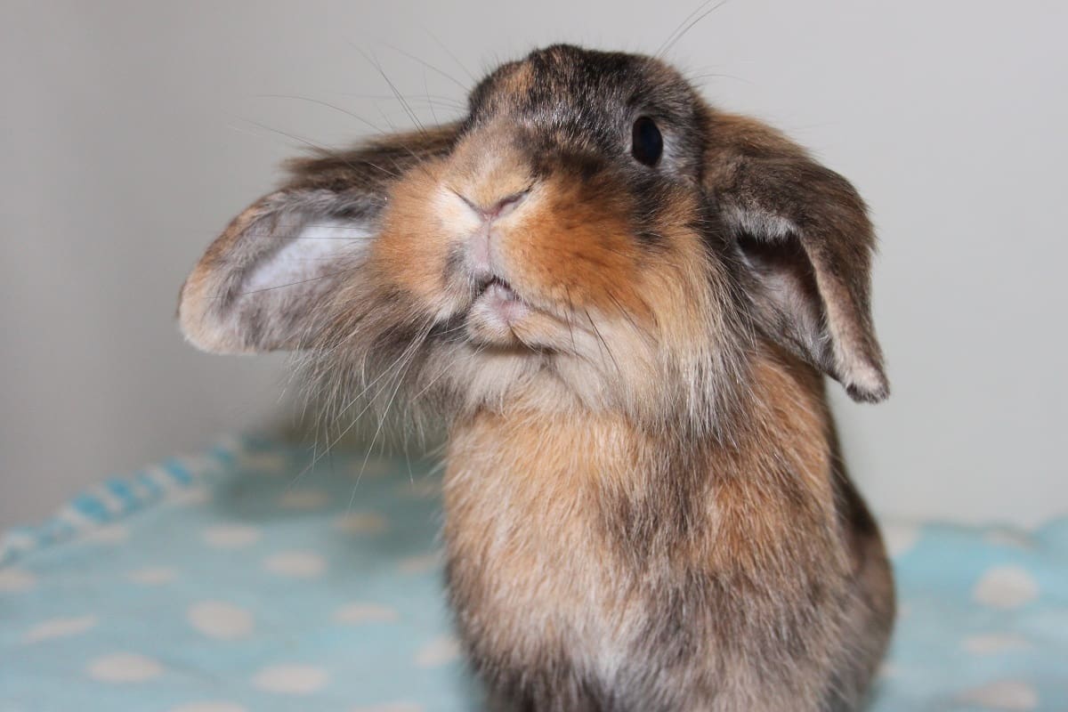 Vets urged to protect rabbits against RVHD2