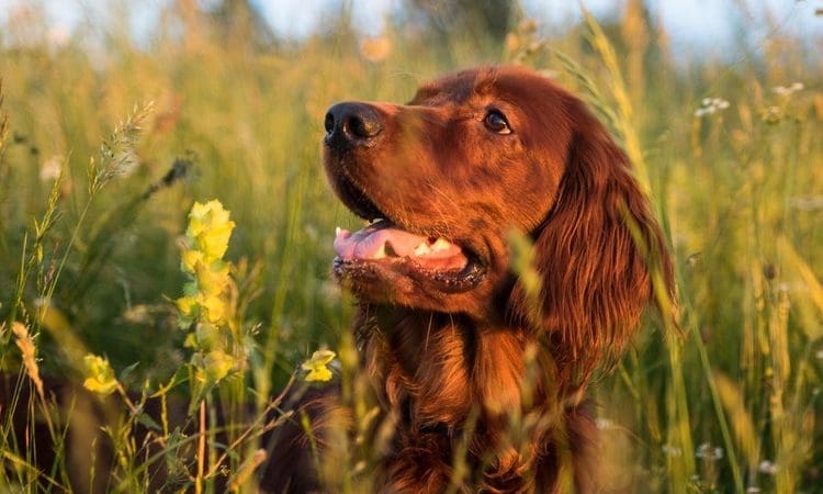 Red Setters, Bulldogs and Boxers most likely to suffer incontinence