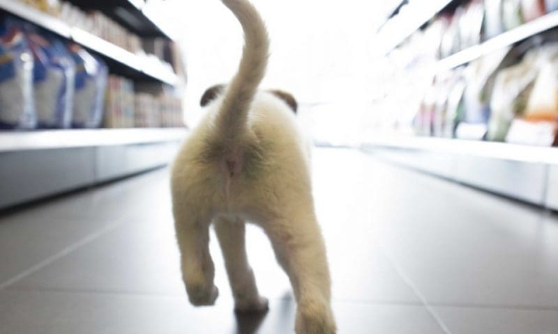 OATA welcomes Scottish government plans to review pet shop licensing
