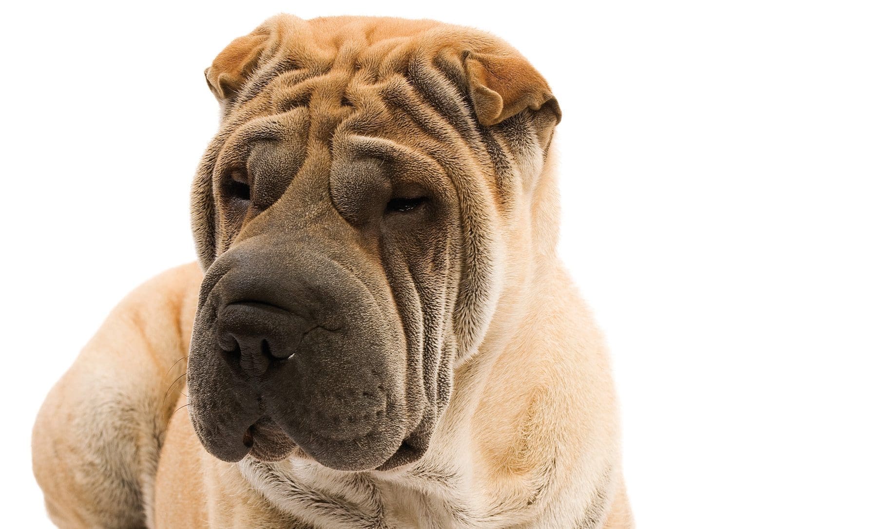 Royal Canin warns pet owners to be aware of ‘hidden dangers’ at Christmas