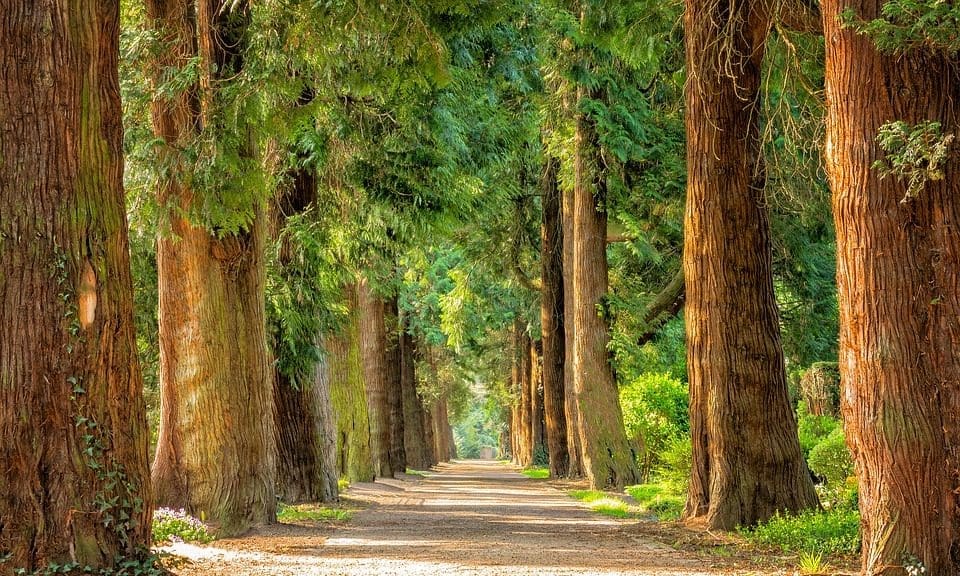 Scarsdale Vets and Derby Wildlife Trust join forces to plant over 30 trees
