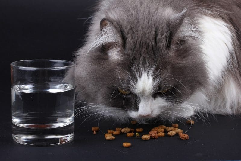 Clean eating pets