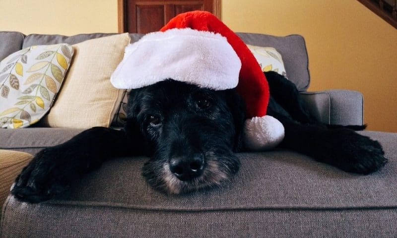 Dogs Trust – A dog is for life…