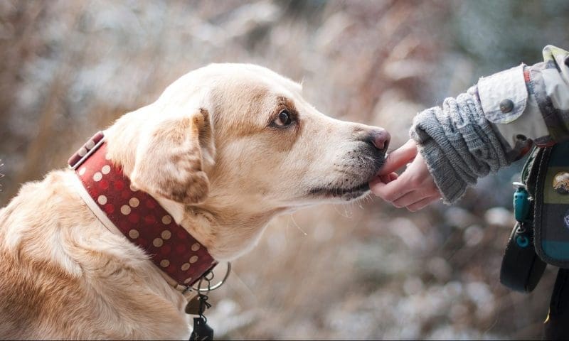 Research reveals pudgy dogs live up to 2.5 years less than healthy ones