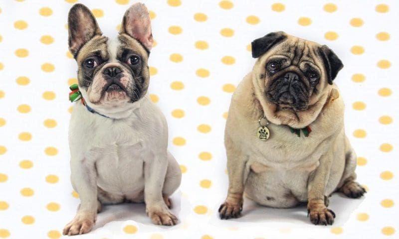 French Bulldog and Pug puppies most illegally imported breeds