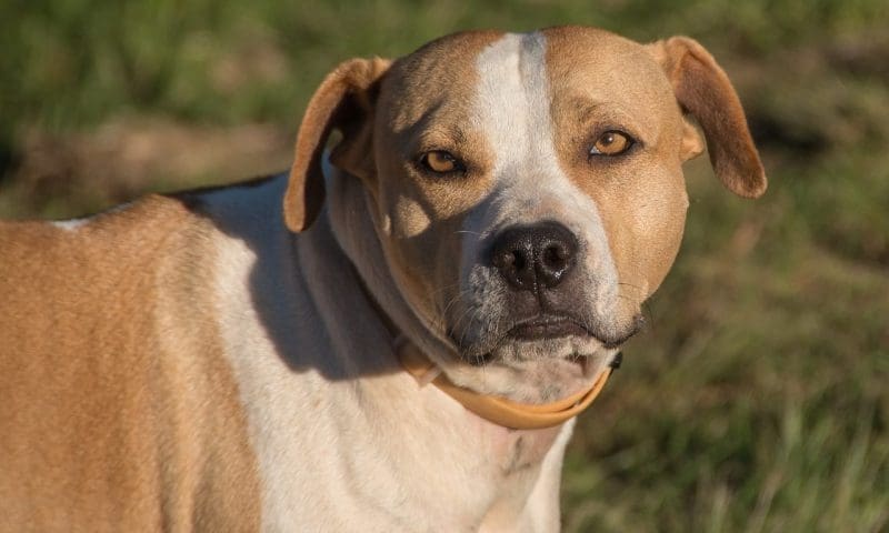 BVA: ‘Cautious welcome’ to gov’s dangerous dogs report response