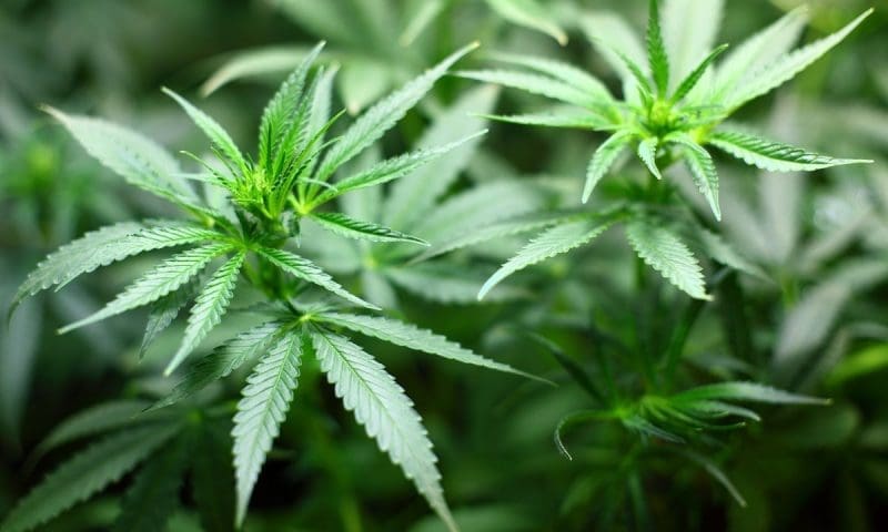Alternative healthcare: cannabis-based pet products