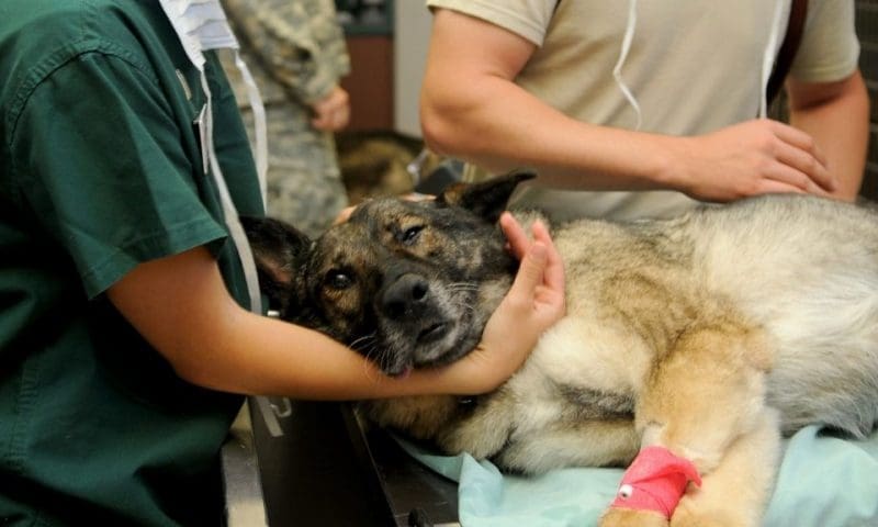 RCVS and BVA call for vet surgeons to be restored to Shortage Occupation List