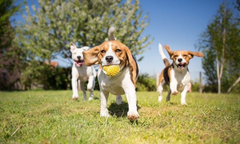 Home dog boarders ‘fear new rules will force them out of business’