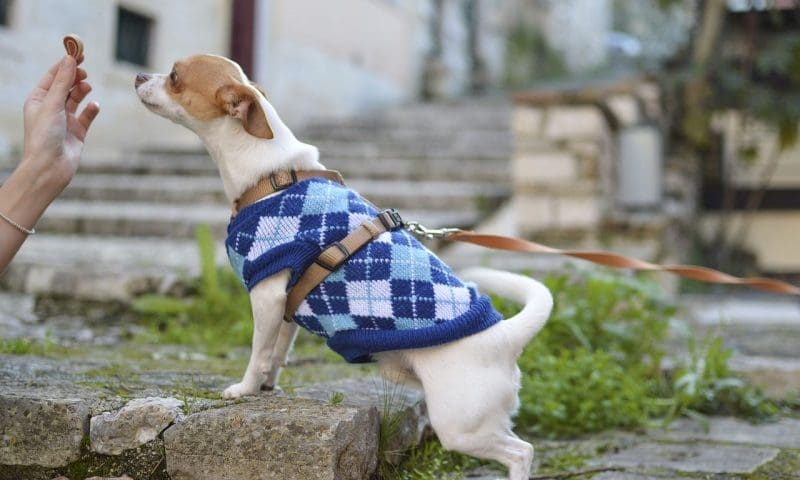 Dog food brands missing ‘key nutritional information’ on labels