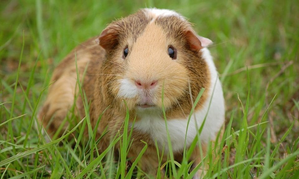 Burgess launches indoor guinea pig nuggets