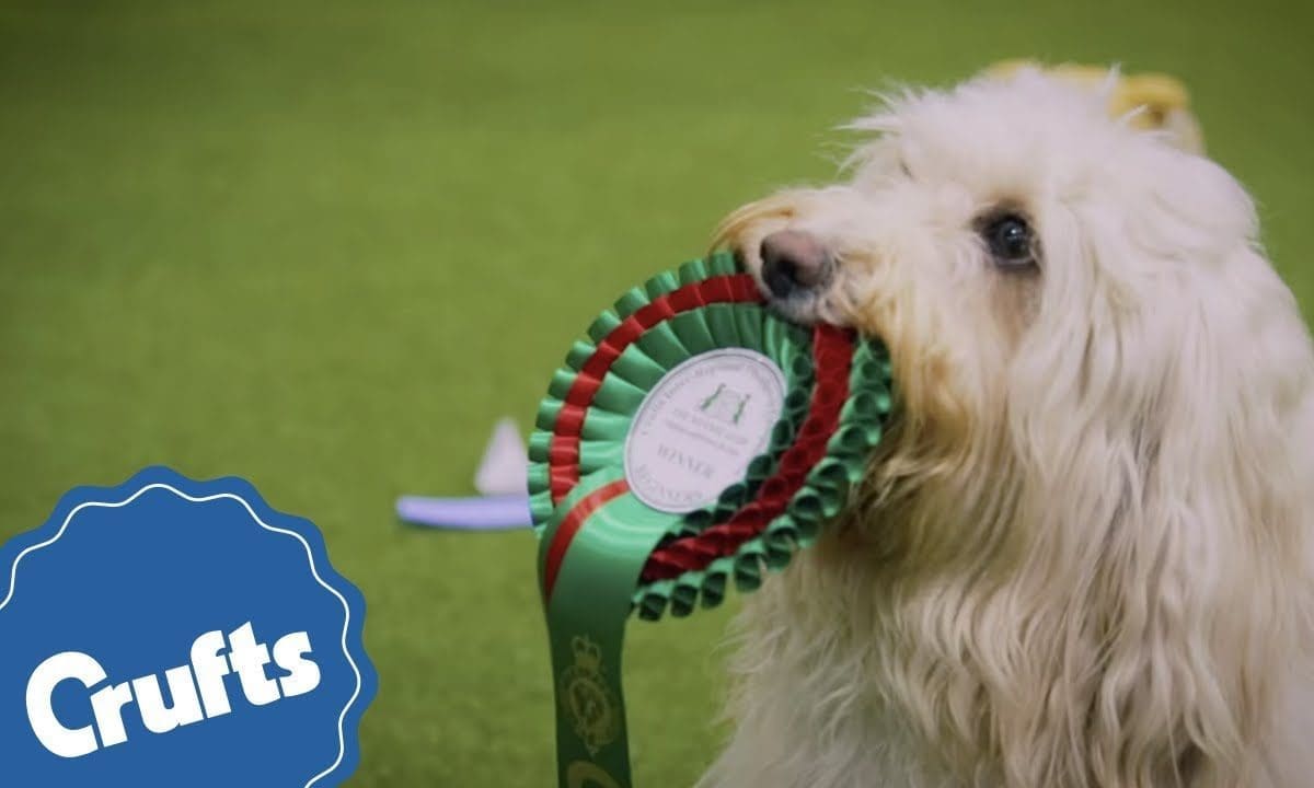 Papillon named Dylan takes Crufts 2019 ‘Best in Show’