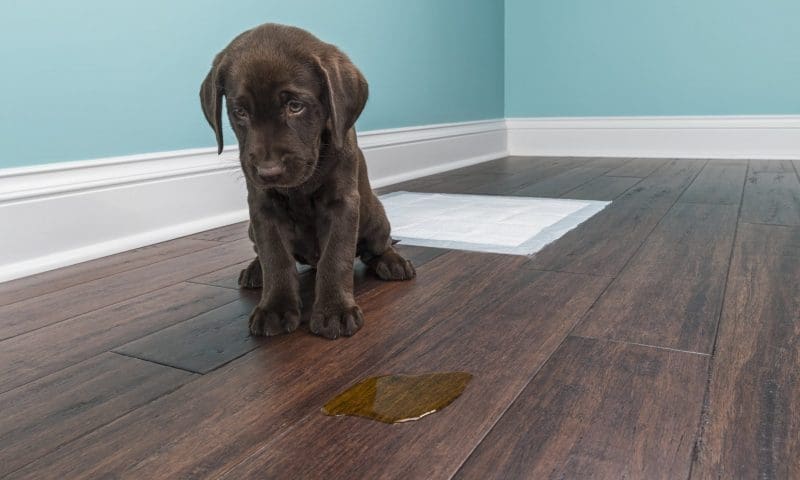 Aroma Petcare Solutions launches ‘unique’ odour banishing product