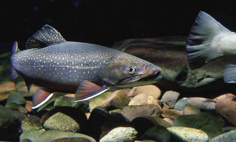 OATA supports new freshwater fish conservation programme