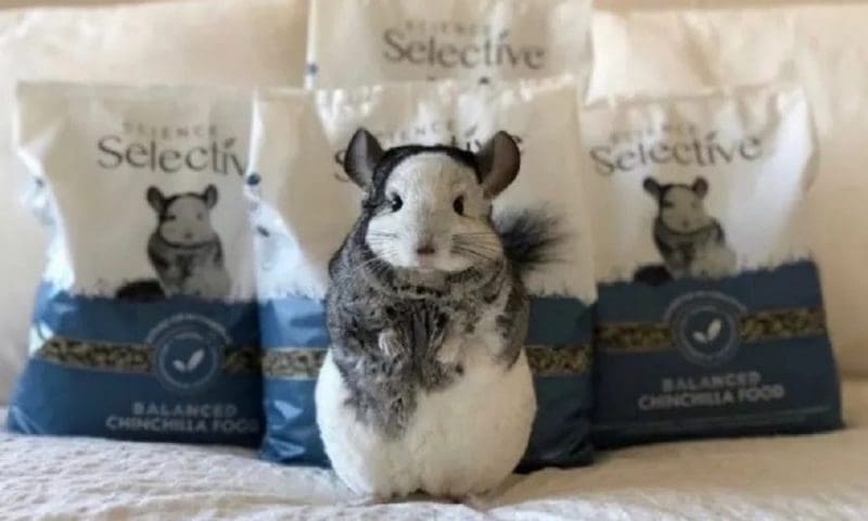 Supreme’s Selective undergoes rebrand with Instagram famous pet