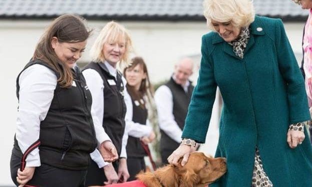 Oscar and Hooch partners with Medical Detection Dogs