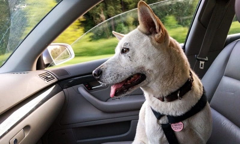 Pet owners ‘flock’ to vets over post-Brexit travel concerns