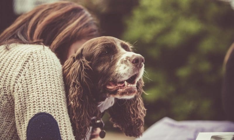 A quarter of dog owners ‘not prepared for costs’