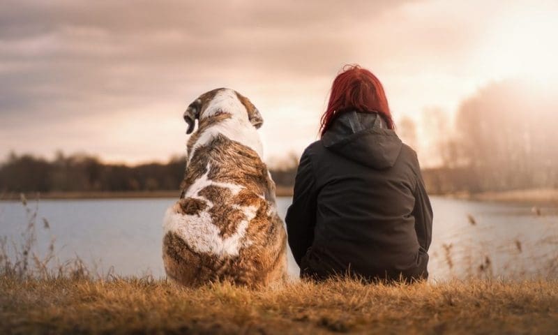 RVC identifies links between osteoarthritis in dogs and humans