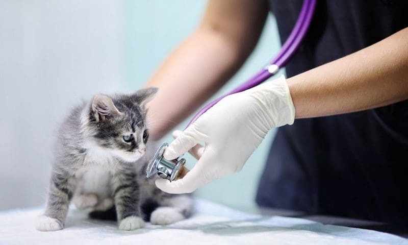 CMA unveils major reforms to veterinary sector