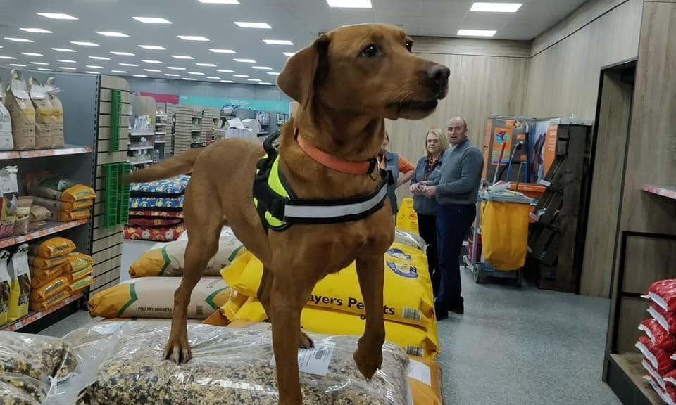 Pet shop helps global dog detection firm in war on drugs and terrorism