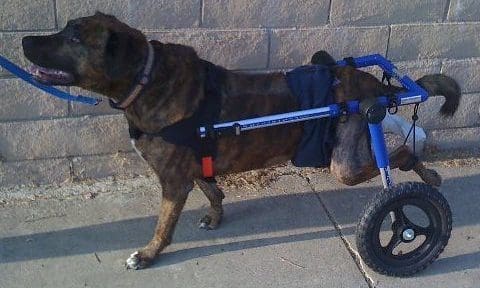 National Dog Mobility Awareness Week launches online