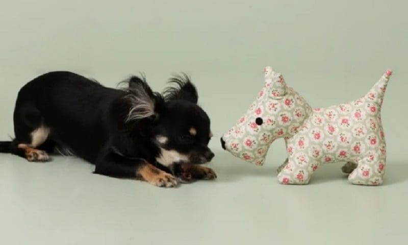 Pet Brands launches new Cath Kidston range