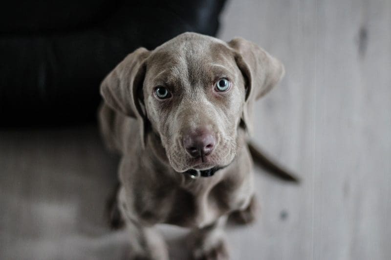 MyWaggyTails launches multi-entry pet care franchise