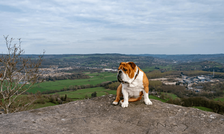 British Bulldogs at high risk of skin disease and obesity