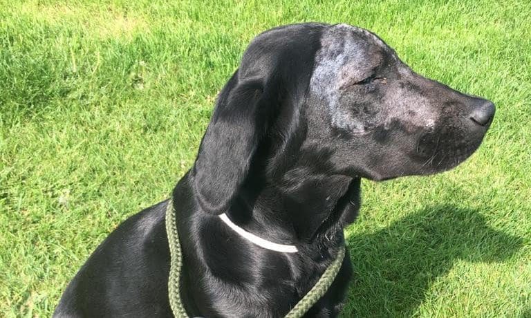 Prompt diagnosis saves Labrador from rare fungal infection