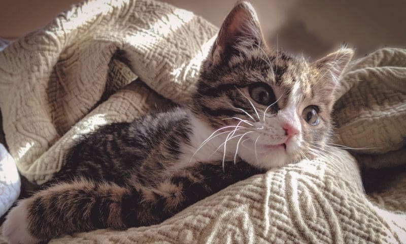 BSB searches for Britain’s most pampered cat