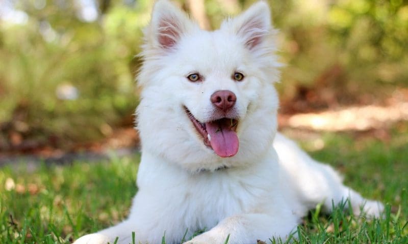 PetSavers produces guides for dog owners
