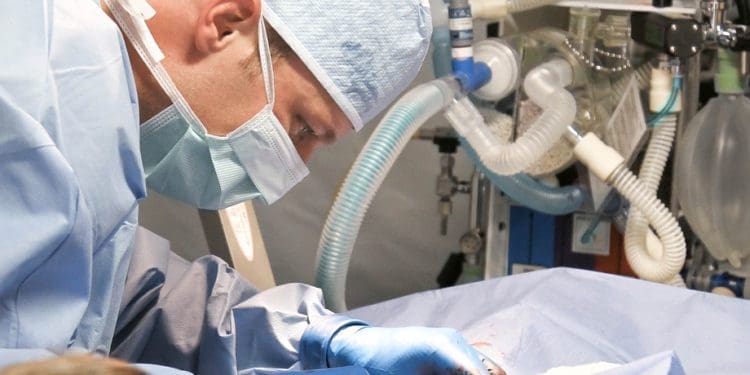 RCVS and BVA to co-host 2020 FVE General Assembly in London