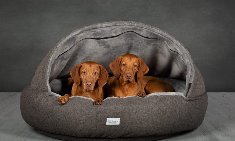 Collared Creatures introduces new deluxe cocoon bed
