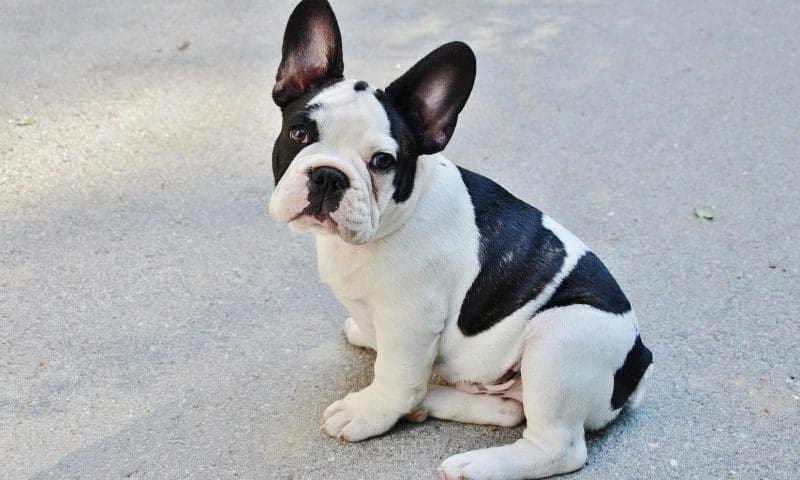 Pug popularity leads to 130% more surgeries, vets claim
