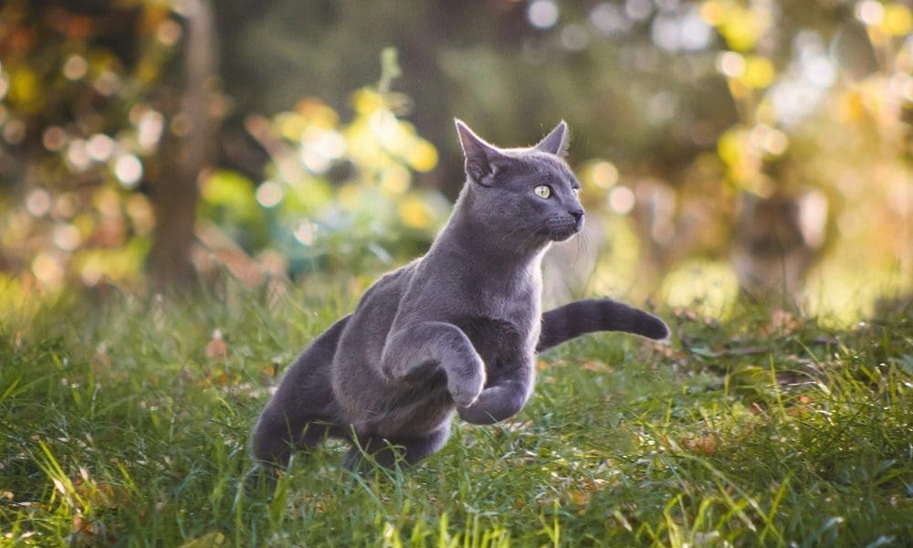 IAMS launches new campaign ahead of National Pet Day
