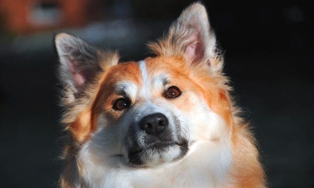 Cannabis oil can ‘improve’ lives of dogs with epilepsy, study finds